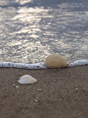 O QUE TRAZ O MAR...