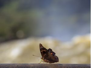 BELO RETRATO DE UMA BORBOLETA