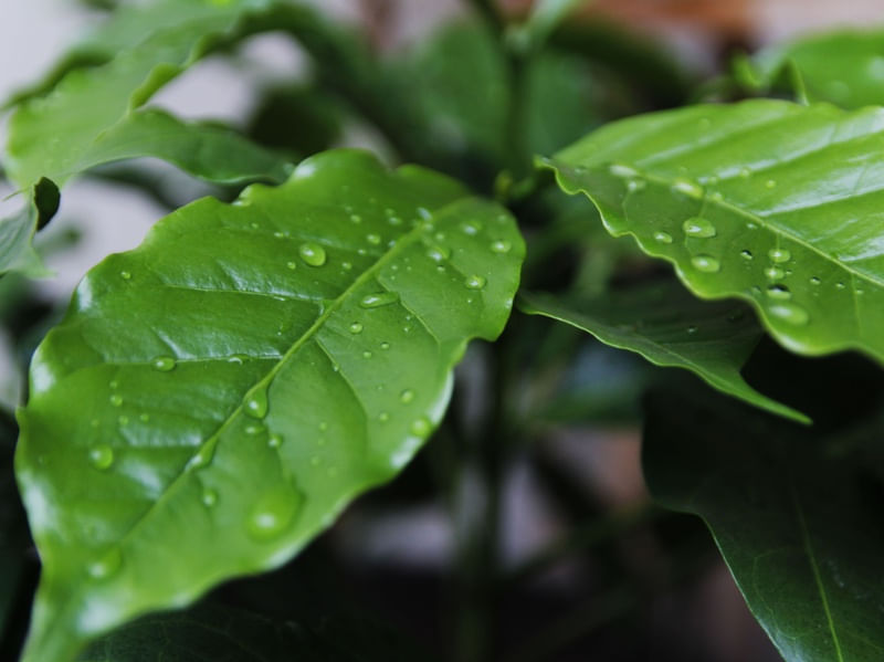 GOTAS NAS FOLHAS