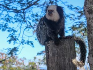 MACAQUINHO EMPOLEIRADO NO TRONCO DE ÁRVORE
