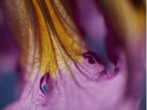 MACRO FLOWERS - IPÊ
