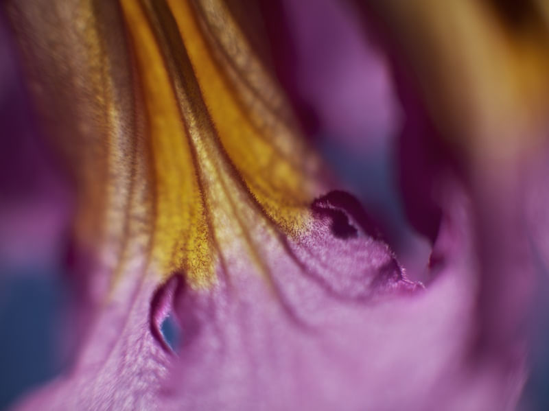 MACRO FLOWERS - IPÊ