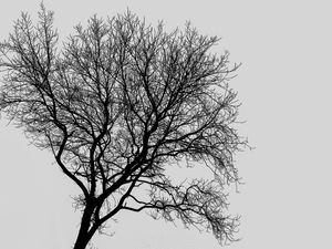 A ARVORE SOLITÁRIA BW