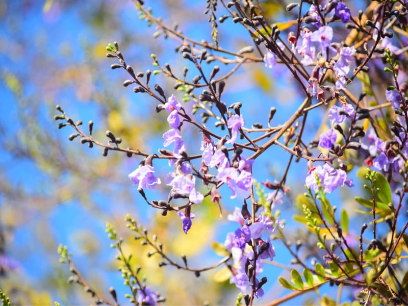 FLORES DA SUCUPIRA