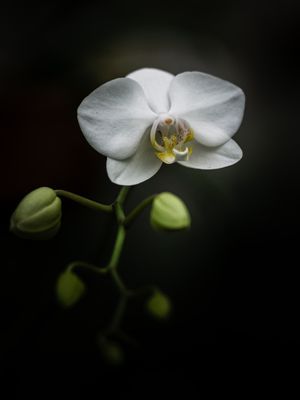 THE ORCHID
