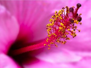 FLOR DE HIBISCO ROSA