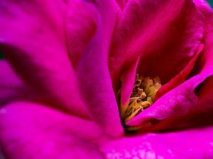 ROSA EM DETALHES