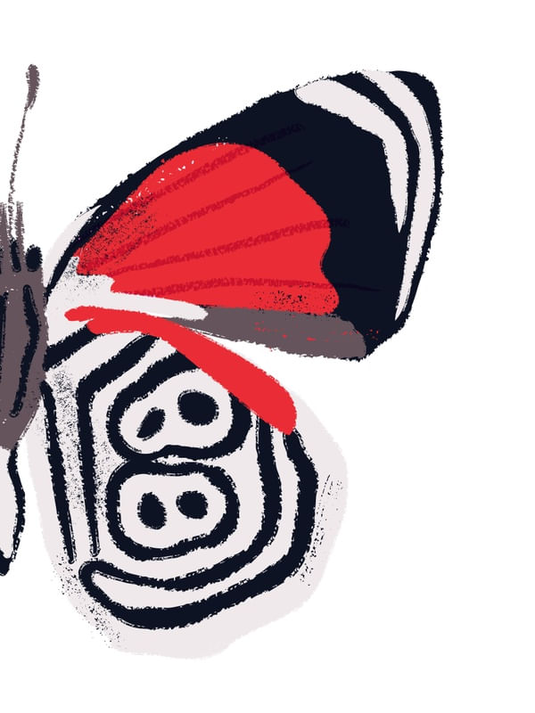 MEIA BORBOLETA 88