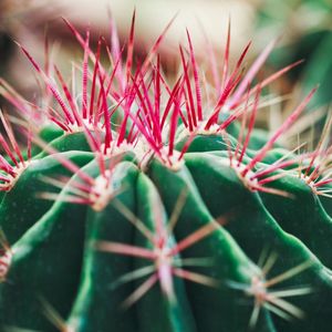 CACTUS PINK AND GREEN