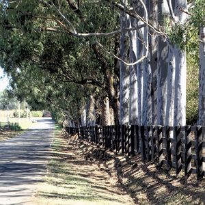 ÁRVORES E CERCADO DA ESTRADA DA ROÇA