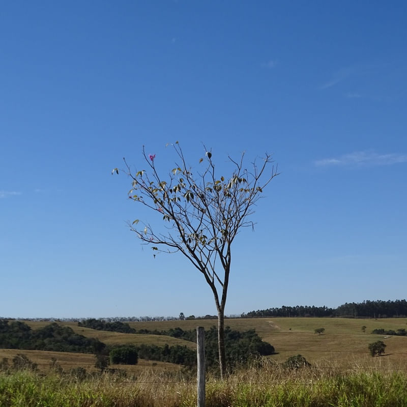 ARVORE E O CÉU AZUL