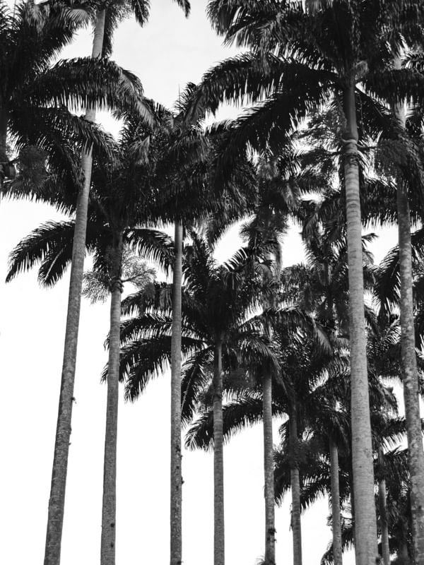 PALMEIRAS IMPERIAIS B&W