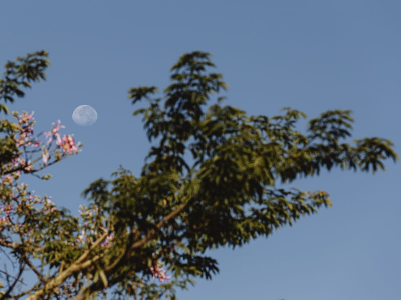 AUTUMN MOON