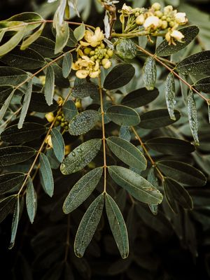 VERDE INVERNO