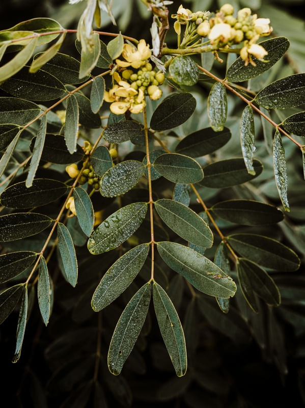 VERDE INVERNO