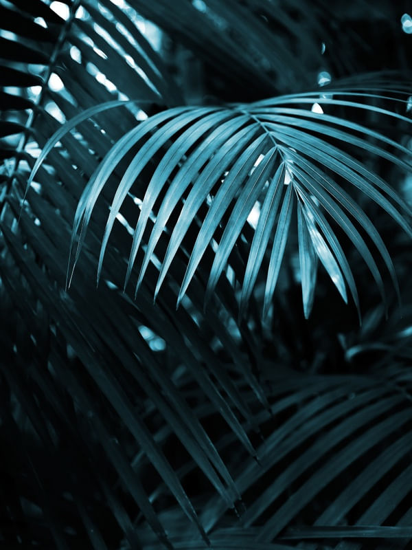 BLUE JUNGLE PALM II