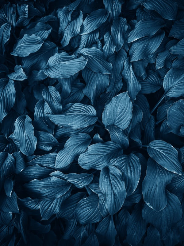 NEW FOLIAGE BLUE II