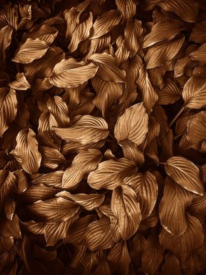 NEW FOLIAGE GOLDEN II