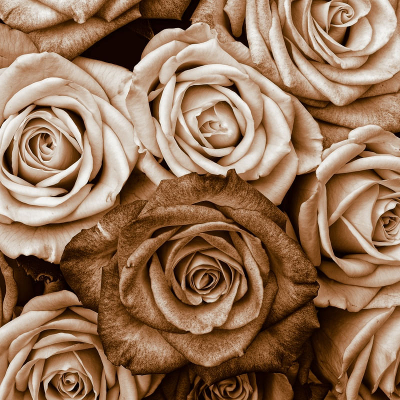 ROSAS ANTIQUE