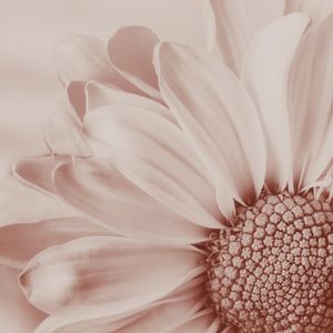 BLUSH DAISY