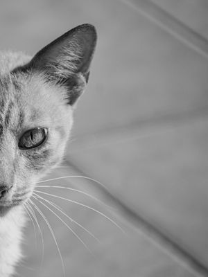 GATO FOFO EM PRETO E BRANCO (LADO ESQUERDO)