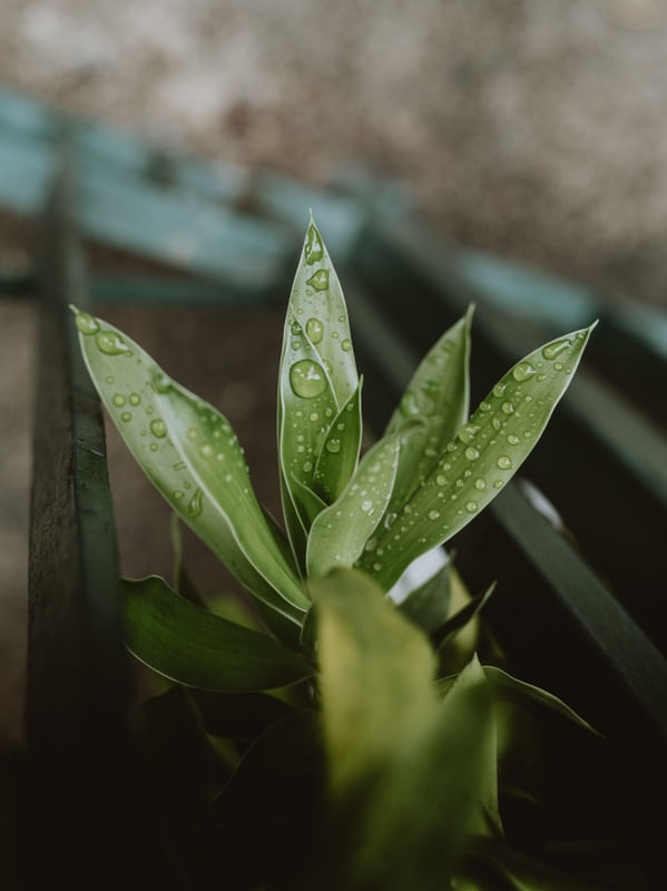 PLANTAS DE CONDOMÍNIO
