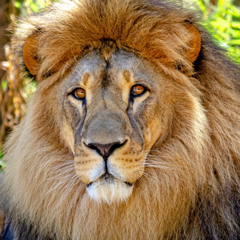 LEÃO DE ZOO