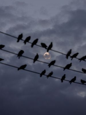 MEIA NOITE, MIL POMBOS VAGABUNDOS