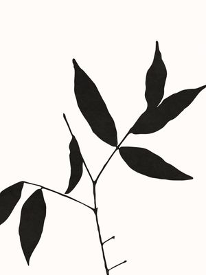 BOTANICAL ART - LEAVES 01
