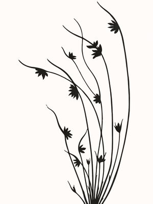 BOTANICAL ART - FLOWERS 1