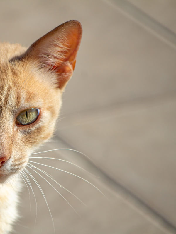 GATO DOURADO LADO DIREITO