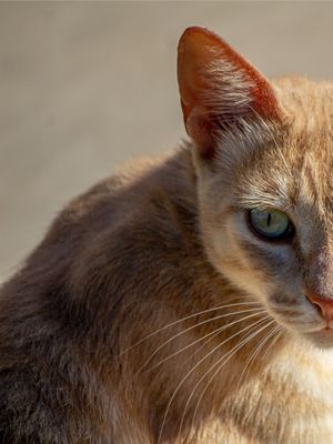 GATO DOURADO LADO ESQUERDO