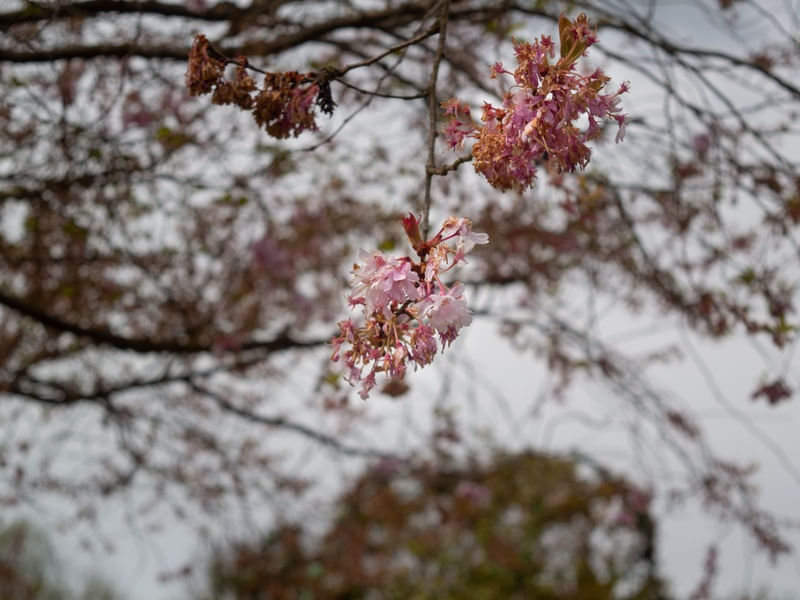 RAMOS DE FLORES PENDURADAS NO JARDIM DE MONET