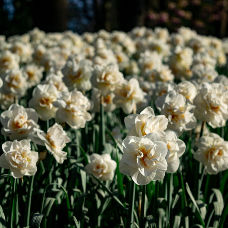 CAMPO DE FLORES BRANCAS 1