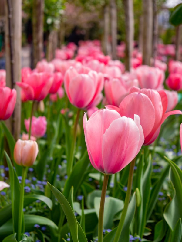CANTEIRO DE FLORES NO JARDIM DE MONET