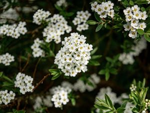 RAMOS DE FLORES BRANCAS NO JARDIM DE MONET