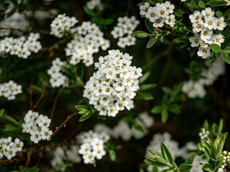 RAMOS DE FLORES BRANCAS NO JARDIM DE MONET