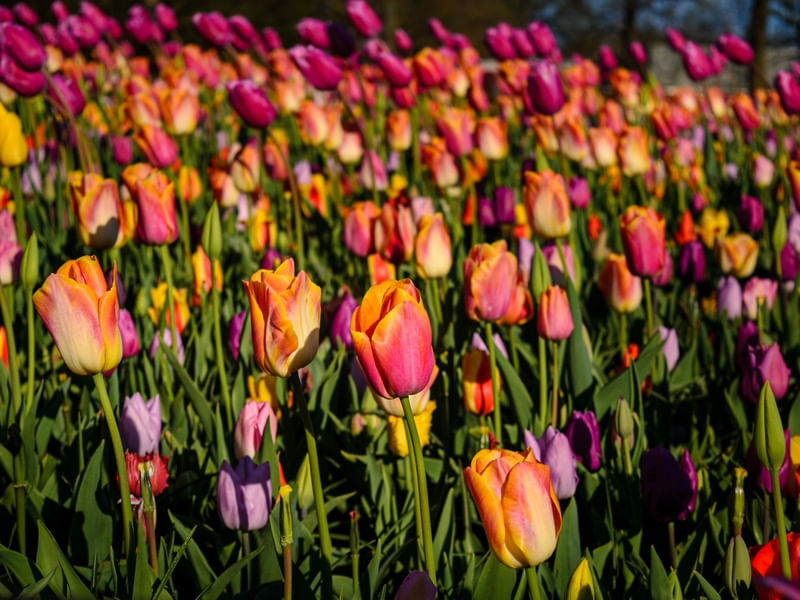 CAMPOS DE TULIPA 1