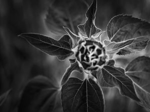 SUN FLOWER BLOSSOM