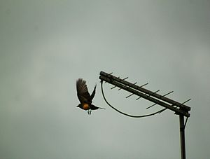 AÉREO 15