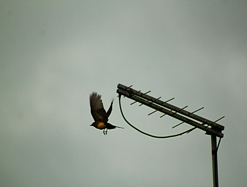 AÉREO 15