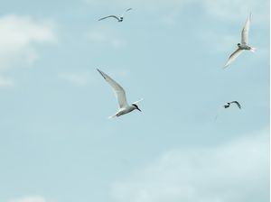 THE CLOUDS AND THE BIRDS