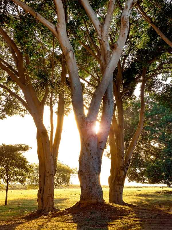 ENTARDECER 05 UA