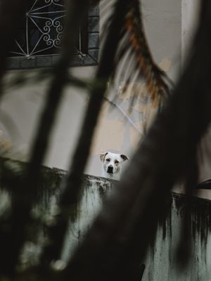 O FOFOQUEIRO