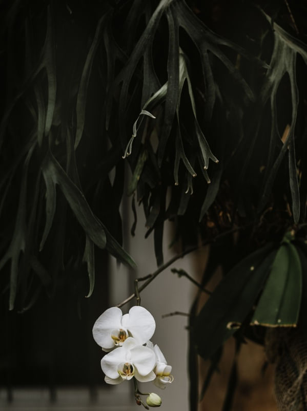 ORQUÍDEA DE VARANDA