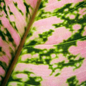NATUREZA NEON I