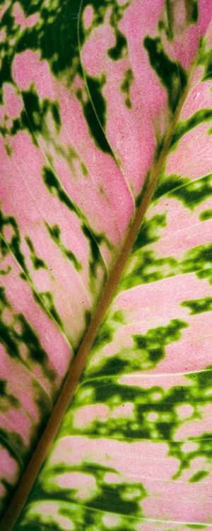 NATUREZA NEON II