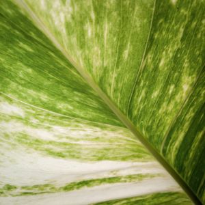 NATUREZA TRANSLUCIDA