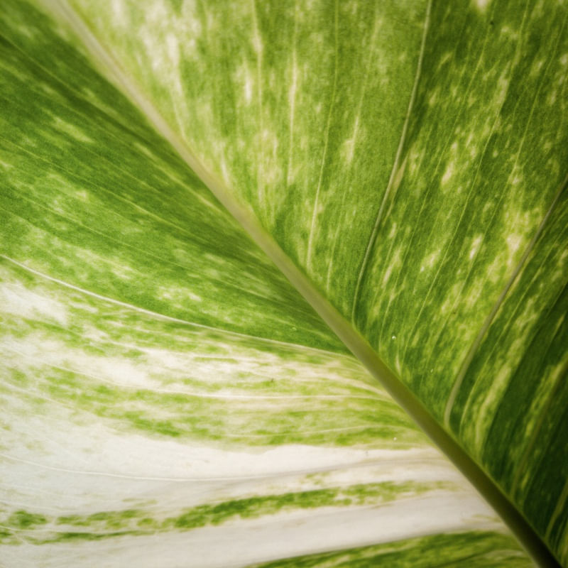NATUREZA TRANSLUCIDA