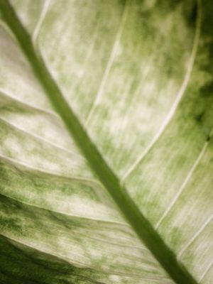 NATUREZA TRANSLUCIDA II